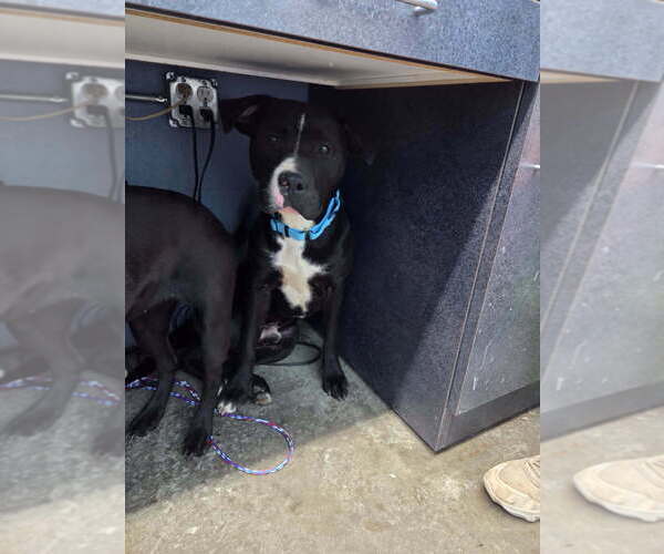 Medium Photo #1 American Pit Bull Terrier Puppy For Sale in Evansville, IN, USA