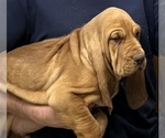 Red LM 4 - Male Bloodhound Puppy for Sale - Photo #4