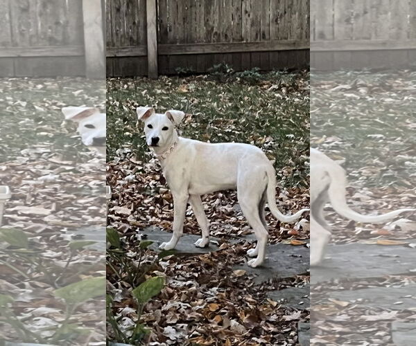 Medium Photo #5 Mutt Puppy For Sale in Plainfield, IL, USA