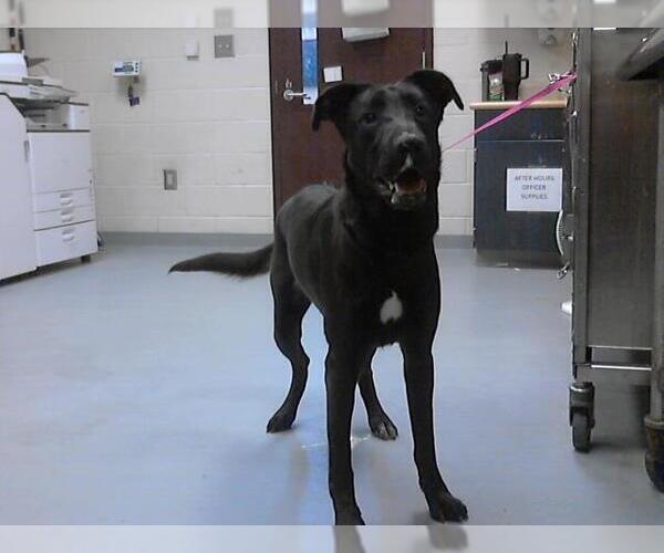 Medium Photo #1 Labrador Retriever-Unknown Mix Puppy For Sale in Fayetteville, NC, USA
