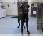Small Labrador Retriever Mix