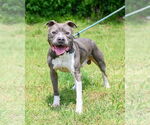 Small #1 American Pit Bull Terrier