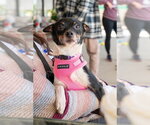 Small #1 Chihuahua Mix