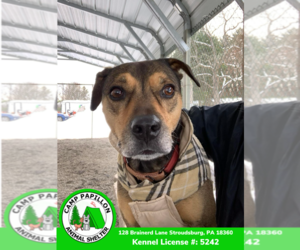 Chase - Male Mutt Dog for Adoption - Photo #5