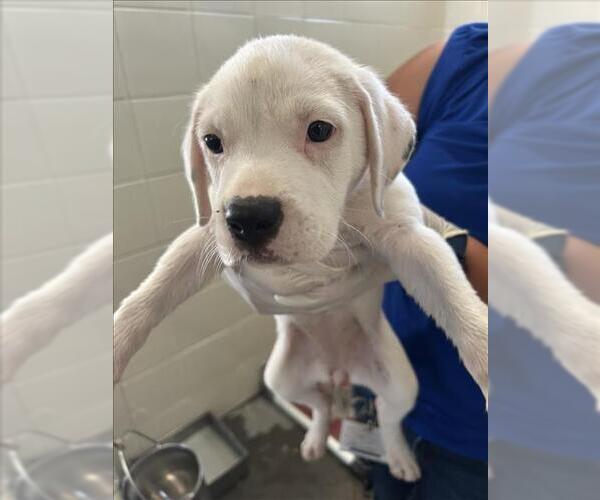 Medium Photo #1 Boxer-Unknown Mix Puppy For Sale in Corpus Christi, TX, USA