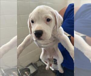 Boxer-Unknown Mix Dogs for adoption in Corpus Christi, TX, USA