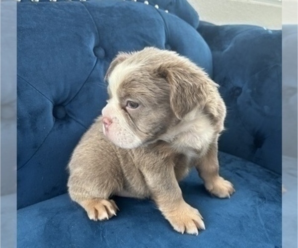 Medium Photo #8 English Bulldog Puppy For Sale in LOUISVILLE, KY, USA