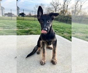 German Shepherd Dog Puppy for sale in GREENWOOD, IN, USA