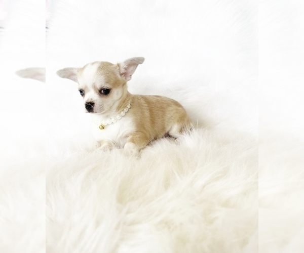 Medium Photo #2 Chihuahua Puppy For Sale in SACRAMENTO, CA, USA