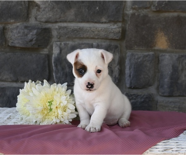 Medium Photo #1 Jack Russell Terrier Puppy For Sale in HOLMESVILLE, OH, USA
