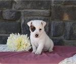 Small Photo #1 Jack Russell Terrier Puppy For Sale in HOLMESVILLE, OH, USA