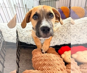 Krew - Male Mutt Dog for Adoption - Photo #6