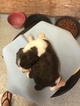 Small Photo #2 English Springer Spaniel Puppy For Sale in MANNING, SC, USA
