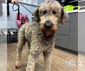 Medium Poodle (Standard) Mix