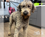 Small Poodle (Standard) Mix