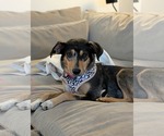Dolly - Female Mutt Dog for Adoption - Small photo