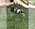 Small Photo #5 English Coonhound Puppy For Sale in MARSHALL, IL, USA