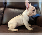 Small Photo #5 French Bulldog Puppy For Sale in DURANT, OK, USA