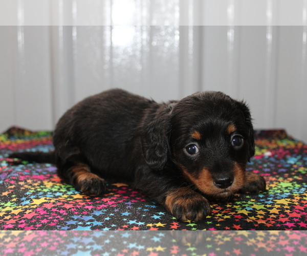 Medium Photo #10 Dachshund Puppy For Sale in BEDFORD, IN, USA