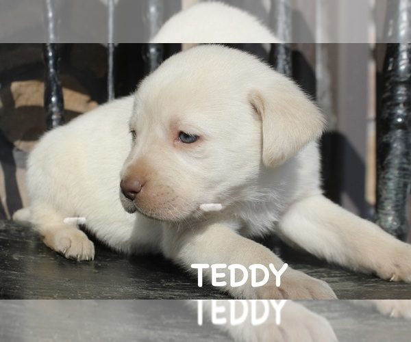 Medium Photo #1 Labrador Retriever Puppy For Sale in CAPON BRIDGE, WV, USA