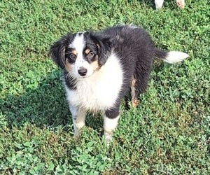 Miniature Australian Shepherd Puppy for sale in FAIRVIEW, SD, USA