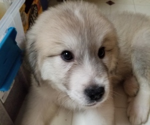 Medium Great Pyrenees