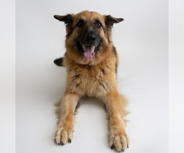 Medium Photo #29 German Shepherd Dog Puppy For Sale in Fargo, ND, USA