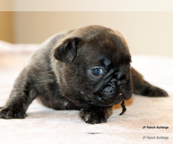 Medium Photo #13 French Bulldog Puppy For Sale in WINNSBORO, TX, USA