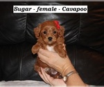 Image preview for Ad Listing. Nickname: Sugar