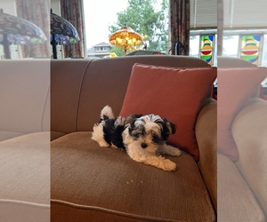 Biewer Yorkie-Morkie Mix Puppy for Sale in WHITING, Indiana USA