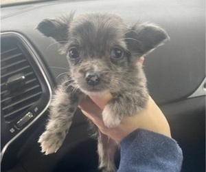 Chihuahua Puppy for sale in CASTLE HAYNE, NC, USA