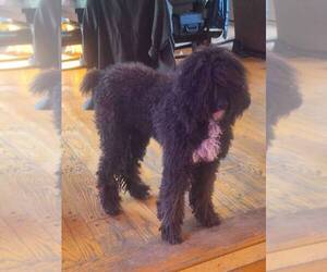 Poodle (Standard) Puppy for sale in HEBRON, KY, USA