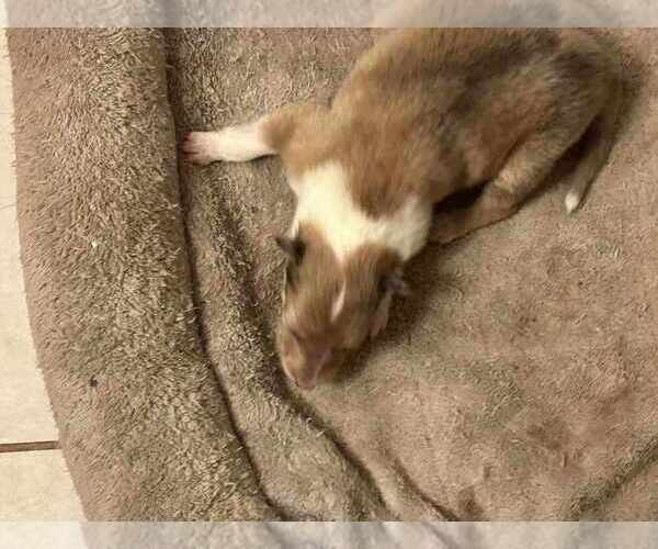 Medium Photo #24 Collie Puppy For Sale in HIGH POINT, NC, USA