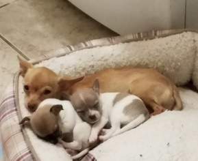 Chihuahua Puppy for sale in KELLER, TX, USA