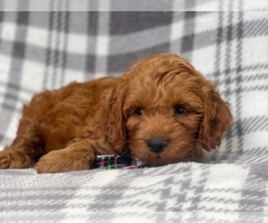Cocker Spaniel-Poodle (Miniature) Mix Puppy for sale in LAKELAND, FL, USA