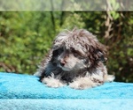 Small #20 ShihPoo