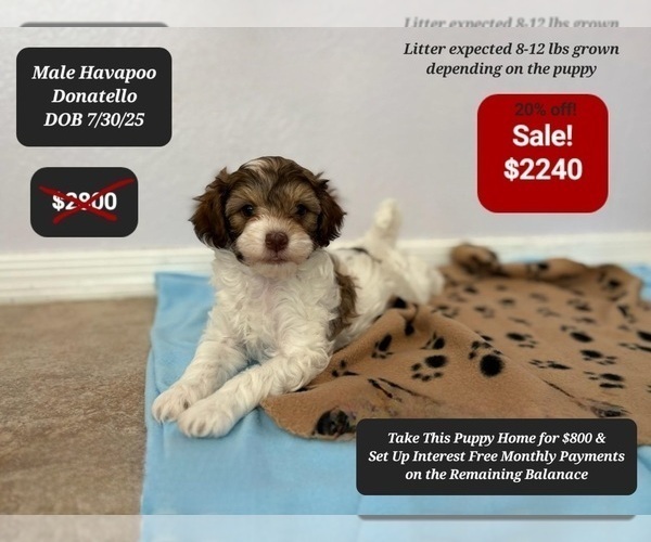 Medium Photo #2 Poovanese Puppy For Sale in TUCSON, AZ, USA
