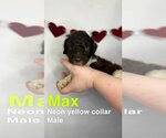 Small Photo #1 Labradoodle Puppy For Sale in Scottsboro, AL, USA