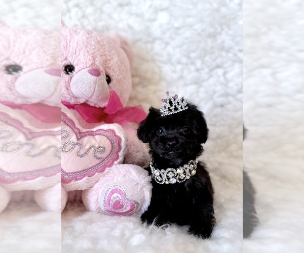 Medium Photo #2 Poodle (Toy) Puppy For Sale in REDLANDS, CA, USA