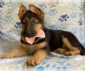 German Shepherd Dog Puppy for sale in LANCASTER, PA, USA