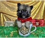 Small Photo #14 Pomeranian Puppy For Sale in HAYWARD, CA, USA