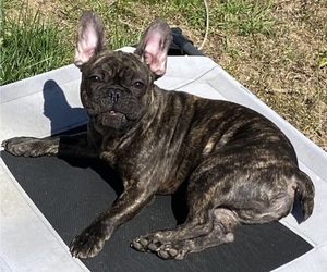 French Bulldog Puppy for sale in GRANBY, CT, USA