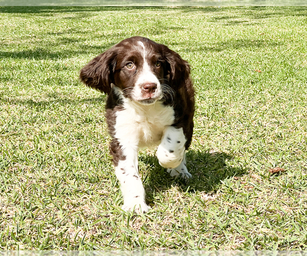 Medium Photo #1 English Springer Spaniel Puppy For Sale in FITZGERALD, GA, USA