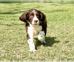 Small Photo #1 English Springer Spaniel Puppy For Sale in FITZGERALD, GA, USA