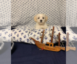 Small Photo #5 Maltese Puppy For Sale in RALEIGH, NC, USA