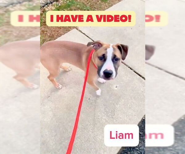 Medium Photo #1 American Bulldog-Unknown Mix Puppy For Sale in Forestville, MD, USA