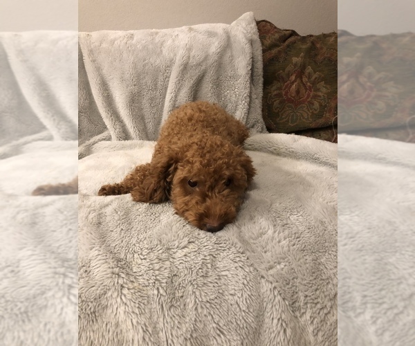 Full screen Photo #1 Poodle (Toy) Puppy For Sale in CHATTANOOGA, TN, USA