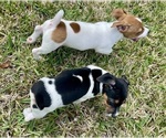 Small Photo #20 Jack Russell Terrier Puppy For Sale in FORT PIERCE, FL, USA