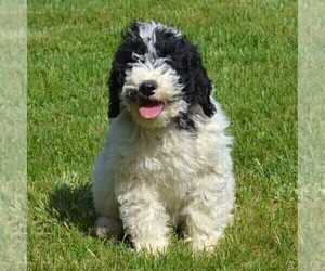 Poodle (Standard) Puppy for sale in SHIPPENSBURG, PA, USA