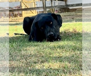 Father of the Great Dane puppies born on 06/08/2026